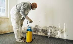 Why You Should Choose Our Mold Remediation Services in Irving, TX